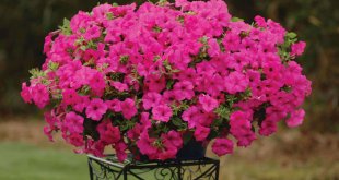 Plante Ornamentale De Gradina