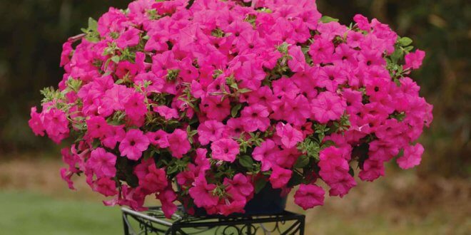 Plante Ornamentale De Gradina